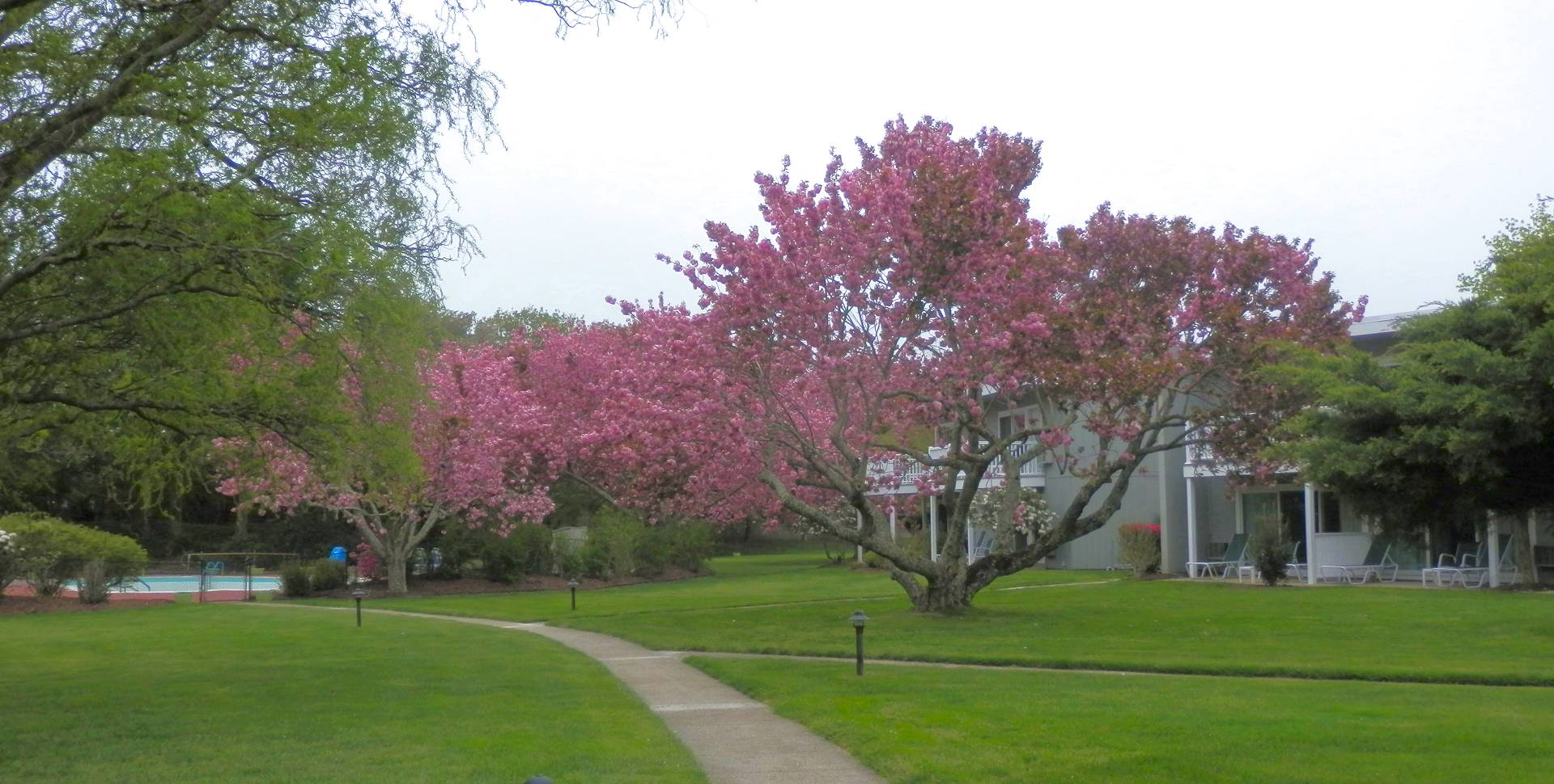 Beautiful grounds of the East Hampton House with magnificent Cherry trees in bloom.
