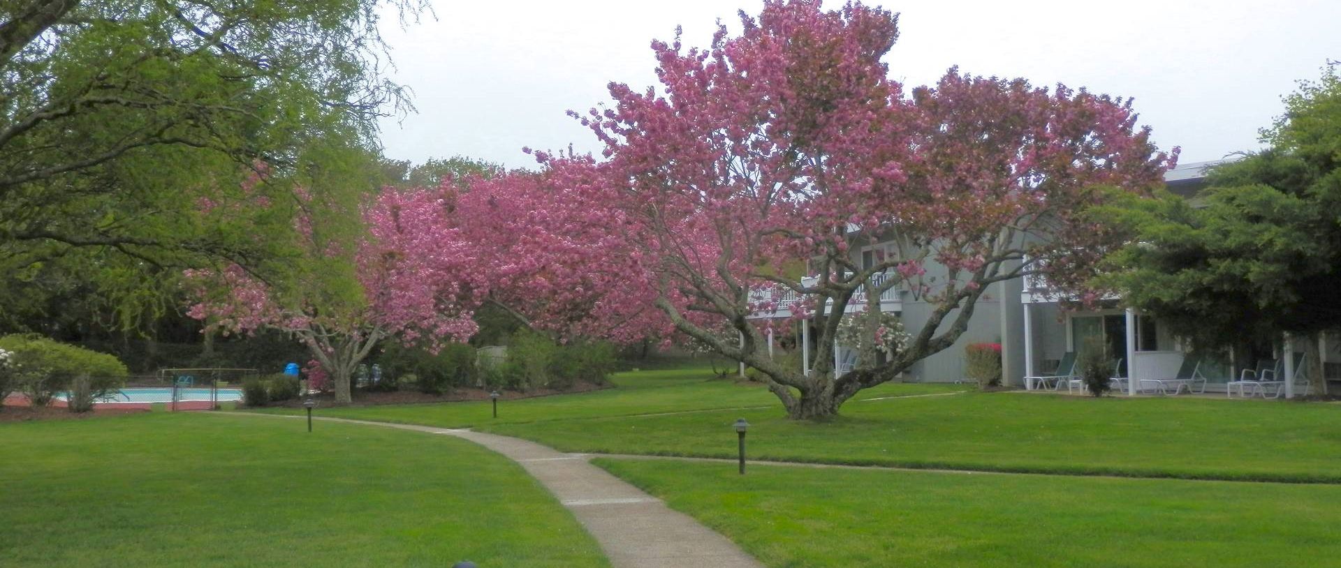 Cherry Trees in Spring